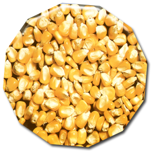 maize grain